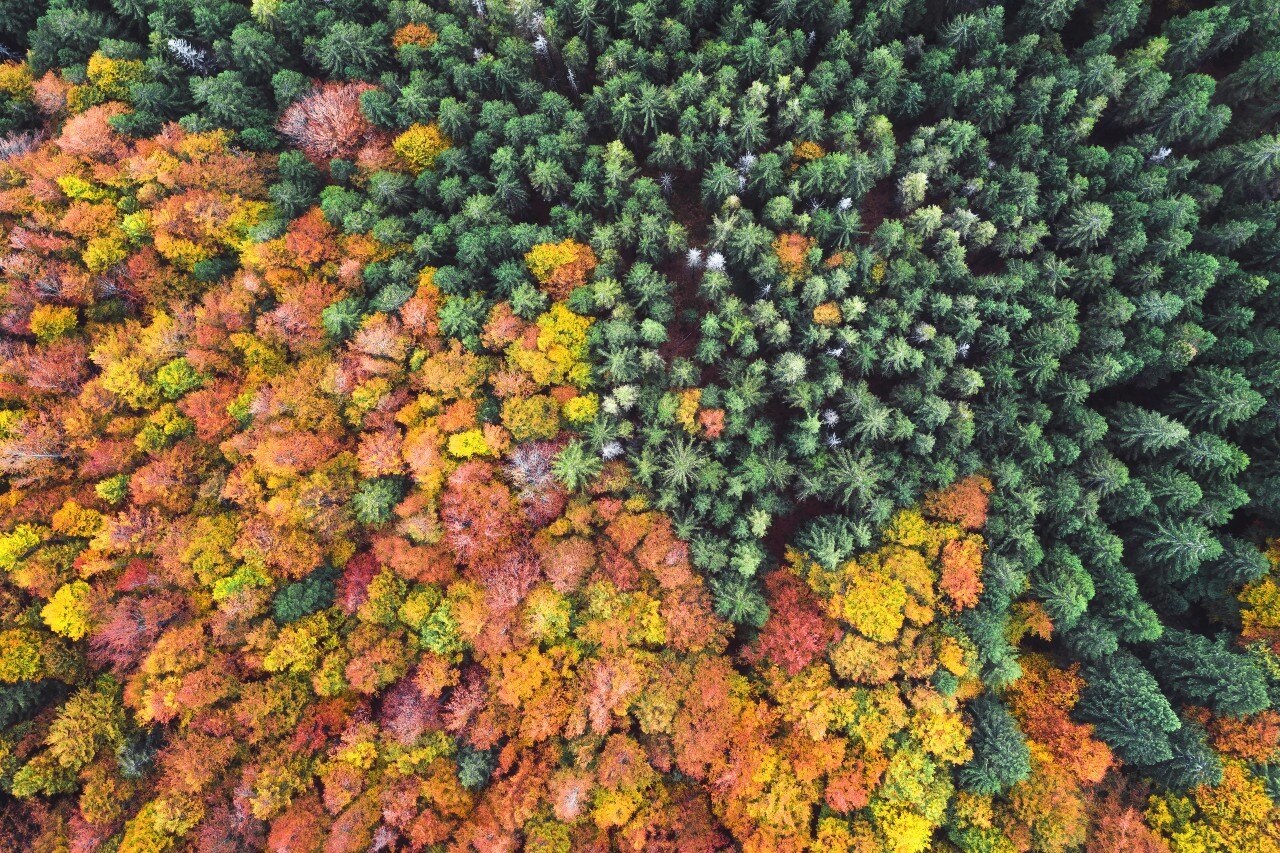 Explainer: Why deforestation matters for investors and IIGCC’s new role with FSDA