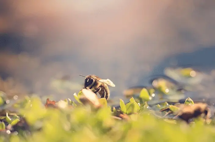 The biodiversity imperative for investors – a horizon scan of key initiatives